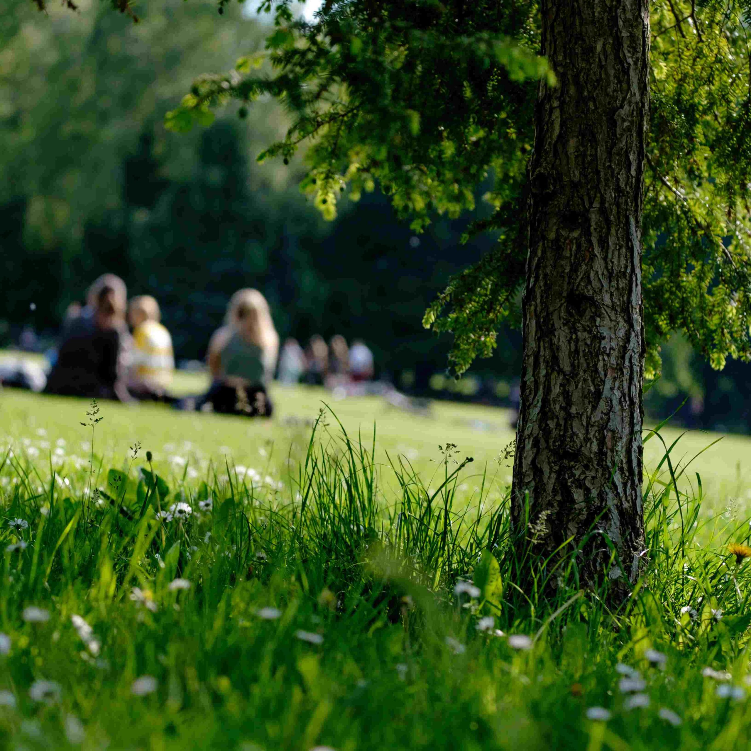 People sitting in a green space with a tree in the foreground, used to invite people to a picnic with South Yorkshire Climate Alliance